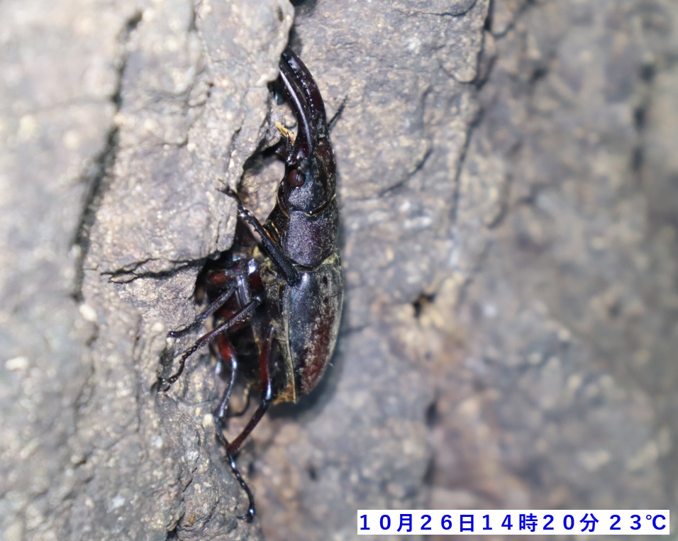 ノコギリクワガタのペア（近景1）_No.3のクヌギ_クワガタ達のオアシス_2023年10月26日14時20分 気温23度